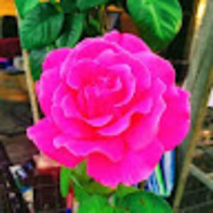 Meet your Posher, Esperanza